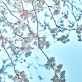 Photos: 揺れる１０月桜