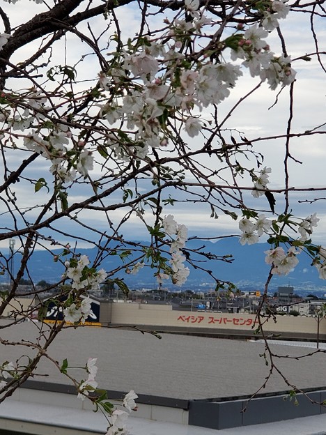 10月桜と赤城山