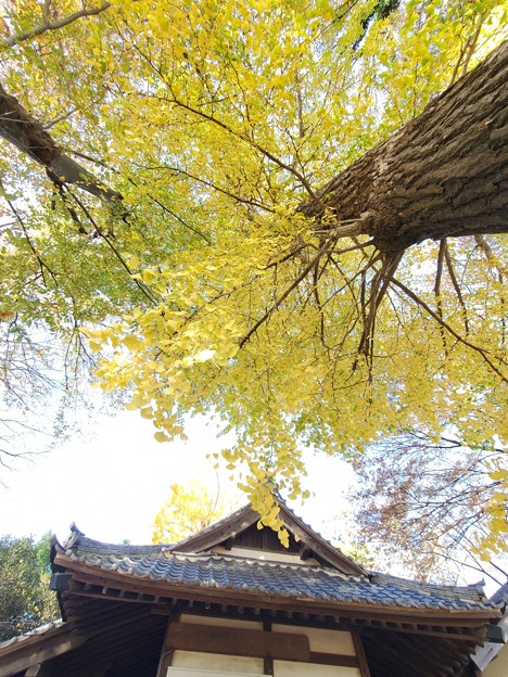 黄葉と神社