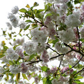 兼六園菊桜