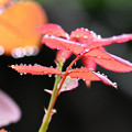 Photos: 柔らかき薔薇の葉