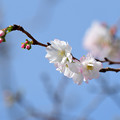 Photos: 十月桜 (6)