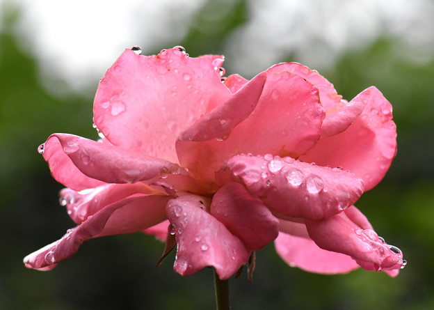 ピンクのバラに水滴
