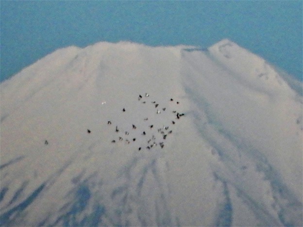富士山、渡り鳥