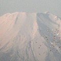 Photos: 富士山・渡り鳥