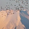 Photos: 富士山・渡り鳥「渡り鳥日本晴れなら高く飛ぶ」