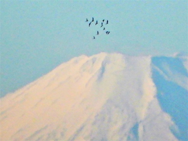 富士山今日の渡り鳥