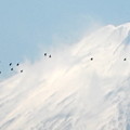 渡り鳥・富士山