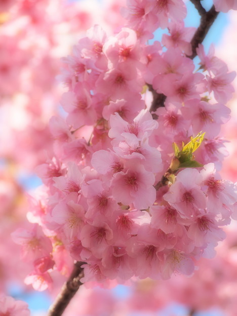 伊豆稲取の河津桜は今年も艶やかで