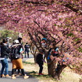 Photos: みんなで木登り桜のぼり