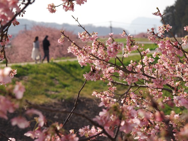 函南桜咲くふたりの小径