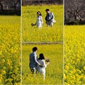 幸せの黄色い菜の花畑