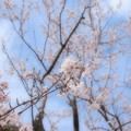 Photos: 春うらら