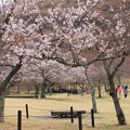 Photos: 春の桜、段々と