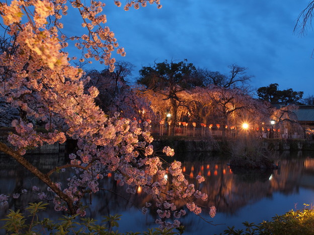 神池に映える夜桜