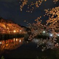 夜の静寂の大島桜