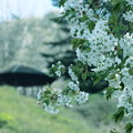 Photos: 小室山公園の大島桜