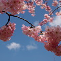 春の青空、そして桜の花びらと
