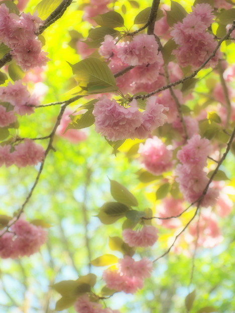 瑞泉郷の春便り～桜ファンタジー