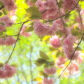 Photos: 瑞泉郷の春便り～桜ファンタジー