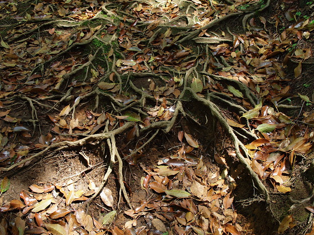 木漏れ陽と地を這う根