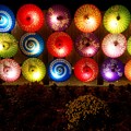 Photos: 夜菊と和傘と