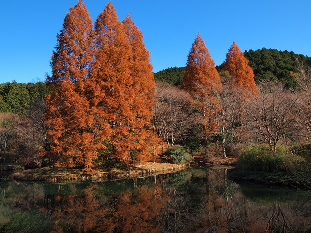 晩秋の彩り～原生の森 -a