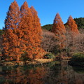 晩秋の彩り～原生の森 -a