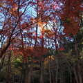晩秋の彩り～原生の森 -ｂ