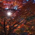 キラリ☆ 晩秋の陽光