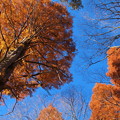 Photos: 晩秋の青空と秋色と