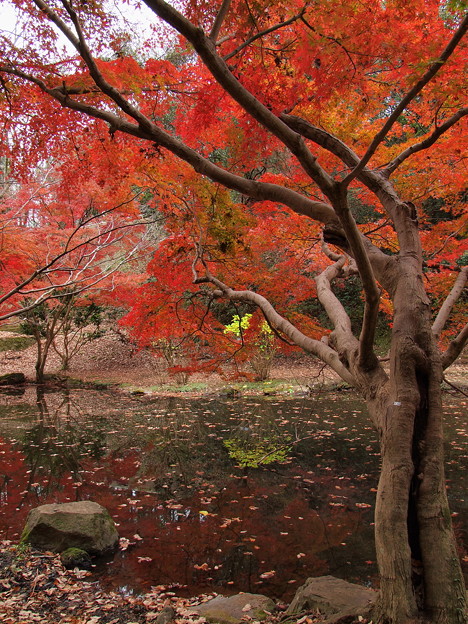 秋色に囲まれた池の畔