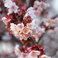 Photos: 春をお届け