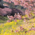 Photos: みなみの桜と菜の花と