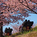 Photos: 桜並木の車列