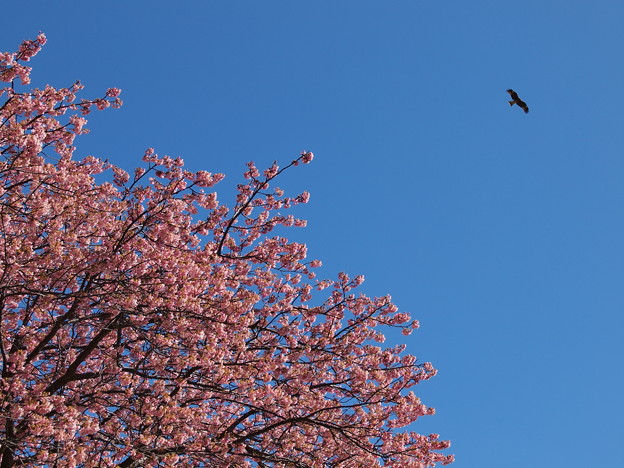 Photos: 春の空を舞う