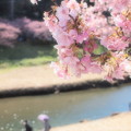Photos: 青野川沿いに咲く
