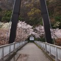橋の向こう側は春爛漫