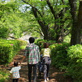 家族で歩む若葉香る並木道