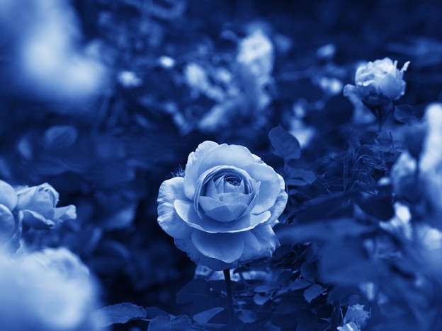青き薔薇の