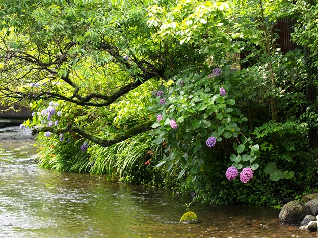 紫陽花の咲く水辺