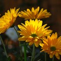 Photos: 今年の小菊は何故か黄色が多い