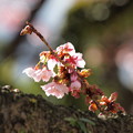 Photos: 熱海桜は真っ盛り 2023-a