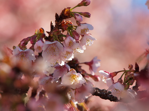 熱海桜は真っ盛り 2023-b