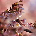 Photos: 熱海桜は真っ盛り 2023-b