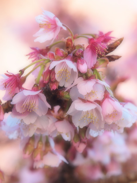 熱海桜は真っ盛り 2023-ｃ