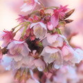 熱海桜は真っ盛り 2023-ｃ