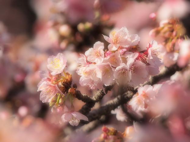 熱海桜は今が旬 -a