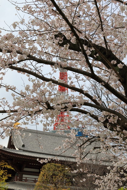 増上寺と東京タワーと桜