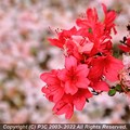 Photos: ツツジと八重桜